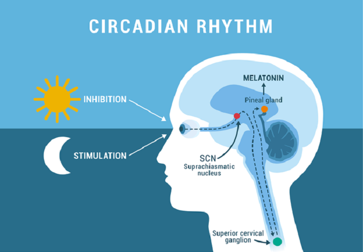 Inhibition and Stimulation of Melatonin Production